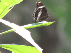 Hypolimnas bolina bolina