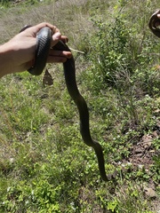 Pantherophis alleghaniensis