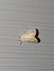 Glaphyria glaphyralis