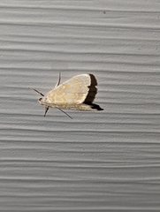 Glaphyria glaphyralis