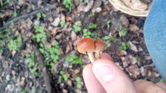 Pholiota multicingulata