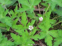 Geranium wilfordii