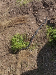 Pantherophis alleghaniensis