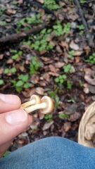 Pholiota multicingulata