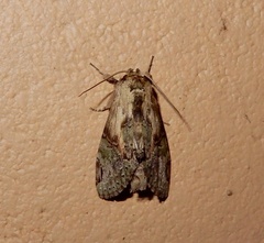 Chadisra bipars