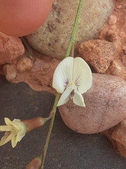 Astragalus convallarius