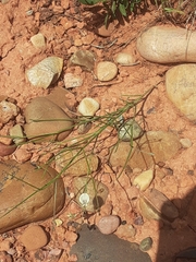 Astragalus convallarius