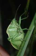 Chlorochroa persimilis