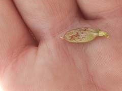 Astragalus convallarius