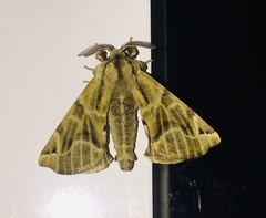 Apatelodes pudefacta