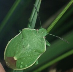 Chlorochroa persimilis