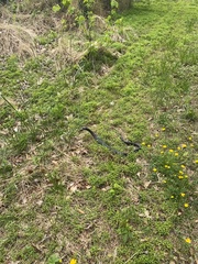 Coluber constrictor