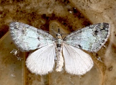 Lobophora