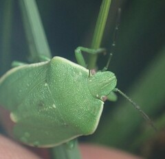 Chlorochroa persimilis