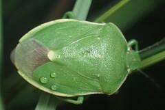 Chlorochroa persimilis