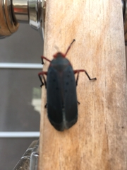 Kalidasa nigromaculata