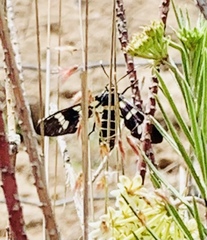 Syntomeida melanthus