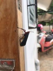 Kalidasa nigromaculata