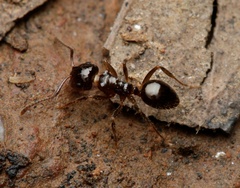 Notoncus ectatommoides