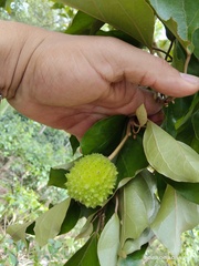Croton niveus