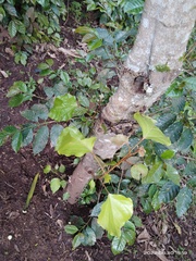 Croton niveus