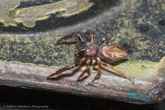 Thiania