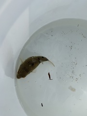 Tetractenos hamiltoni