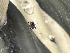 Larinioides sclopetarius