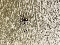 Larinioides sclopetarius