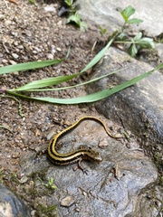 Eurycea longicauda × guttolineata