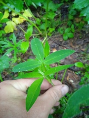 Trifolium montanum
