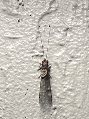 Ululodes macleayanus