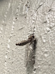 Ululodes macleayanus