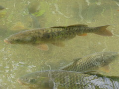 Cyprinus carpio carpio