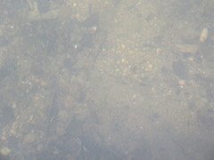 Pseudogobio esocinus