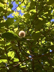 Neonauclea reticulata