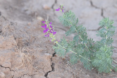 Dalea pogonathera