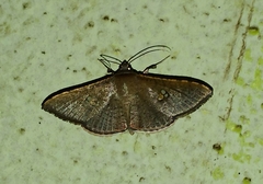 Sphacelodes vulneraria