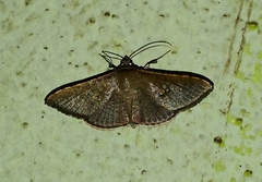 Sphacelodes vulneraria