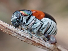 Megalostomis pyropyga