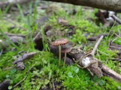 Agaricales