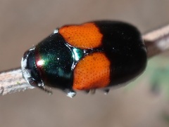 Megalostomis pyropyga