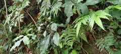 Tarenna gracilipes