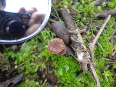 Agaricales
