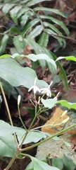 Tarenna gracilipes