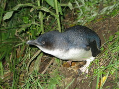 Eudyptula minor minor