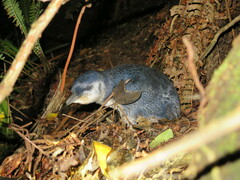 Eudyptula minor minor