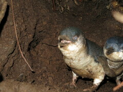 Eudyptula minor minor