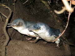 Eudyptula minor minor