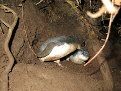 Eudyptula minor minor